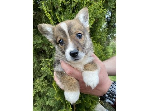 Türkiyede tek corgi bebekler