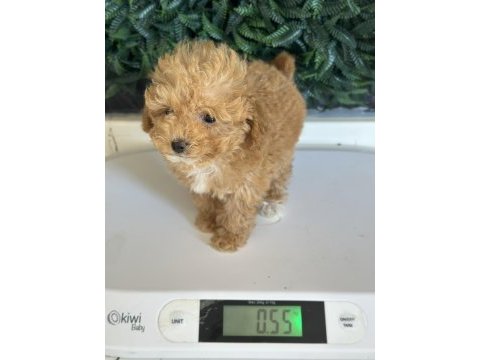 Yasal üreticiden mini boy safkan toy poodle yavruları