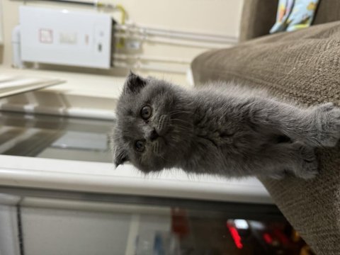 British shorthair 3 aylık