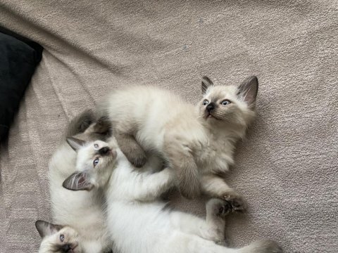 Çok oyuncu siyam kedisi yavrular