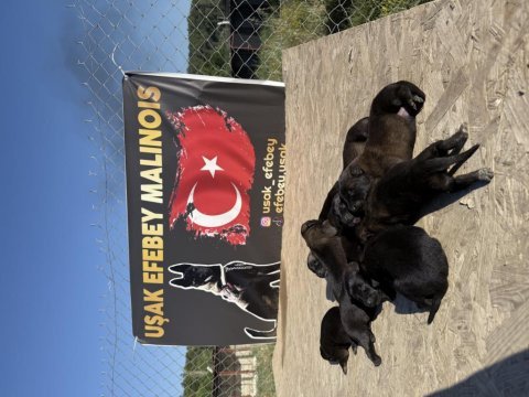 Dark malinois belçika kurdu