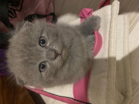 Yavru scottish fold minnoşlarımız