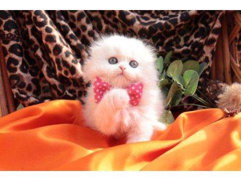 British longhair minnaklarım