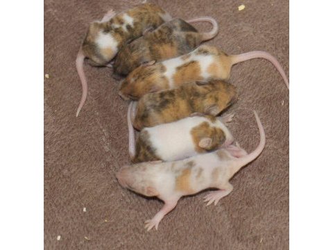 Lab - rat - dumbo rat - panda mice adrese teslim mevcut