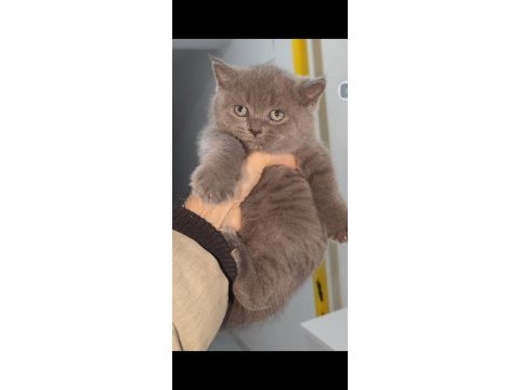 British shorthair kedisi