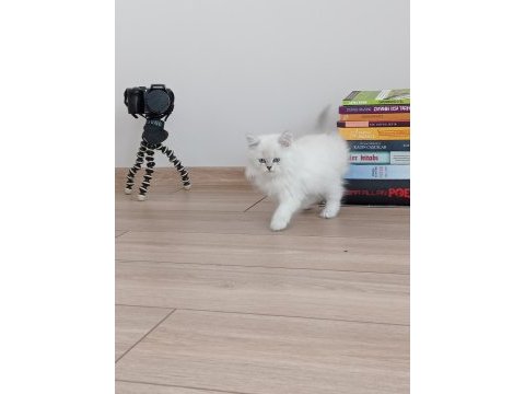 2 aylık safkan british longhair