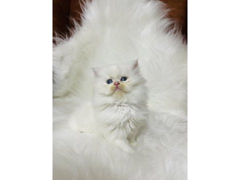By1133 dişi iki aylık british longhair