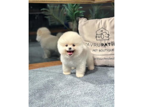 Premium pomeranian yavrular sağlık garantili