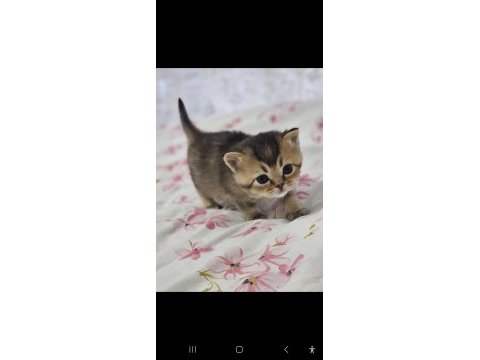 Safkan british shorthair kardeşler