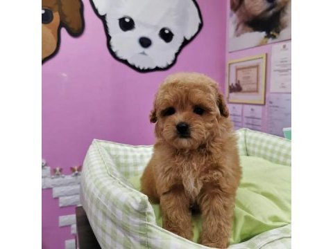 F2 maltipoo yavruları