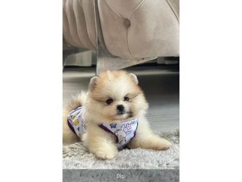 3 aylık pomeranian boo ve teddy bear kardeşler