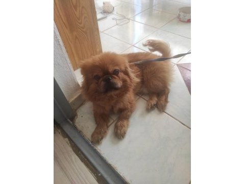 Acil sahiplendirmek istiyorum pekinez köpeğimi
