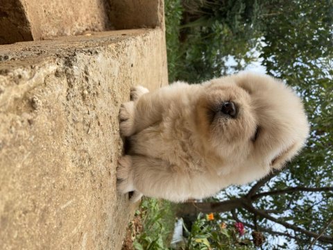 Chow chow köpeği