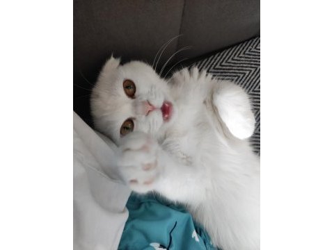 10 aylık dişi scottish fold