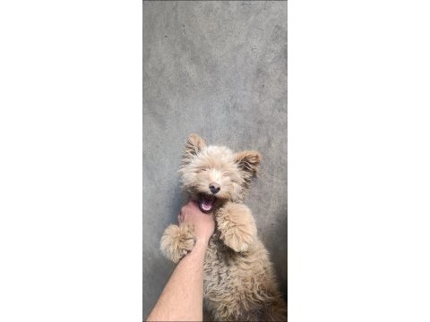 Yer sıkıntısından dolayı satılık maltipoo