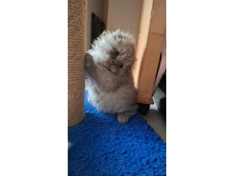 Scottish fold kedisi dişi ve erkek