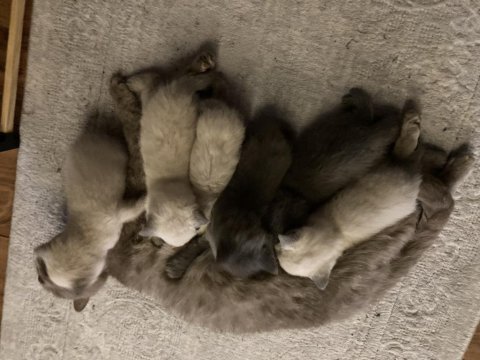 1 aylık british shorthair yavrularım