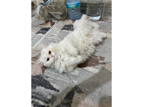 8 aylık güzeller güzeli erkek british longhair