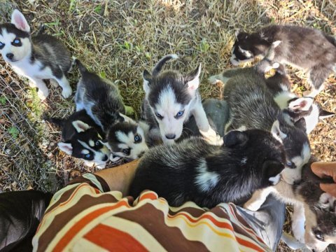 Sibirya kurdu yavrularımız yeni sahibini arıyor