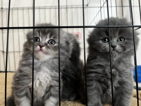 Oyuncu, sevecen yavru kediler – güvenilir sahiplendirme