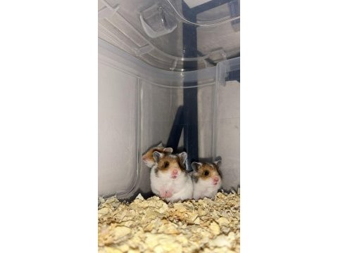 Birbirinden güzel hamster minikler