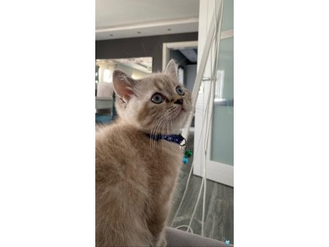 Erkek british shorthair
