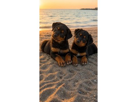 Alman dişi 50 günlük rottweiler