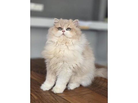 British longhair kedilerim