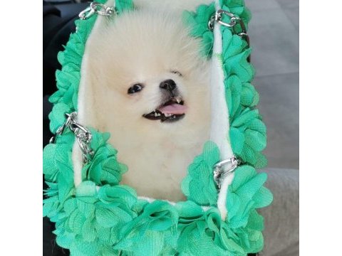 66 günlük pomeranian köpeği