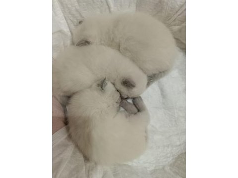 Çakır gözlü kar beyazı renk scottish fold