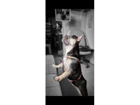 3 yaşında eğitimli blue tan quad french bulldog