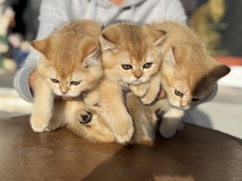 Ankaranın en güzel golden british shorthair yavruları