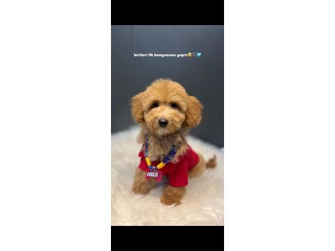 Poodle 3.5 aylık erkek