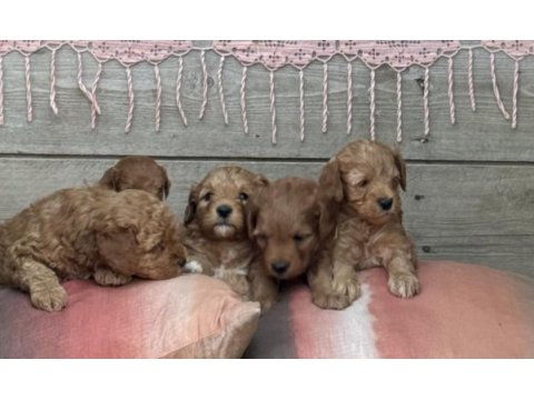 4 yavru maltipoo