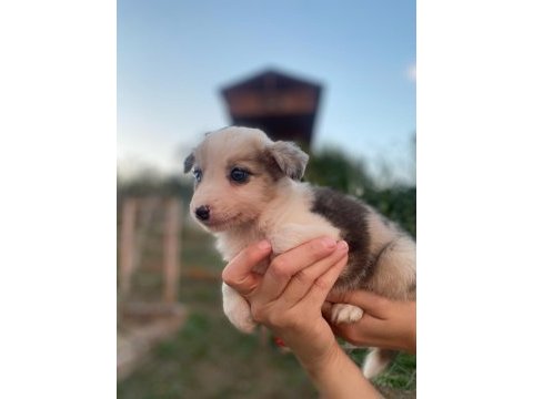 Border collie yavrularımız soy kütük belgeli