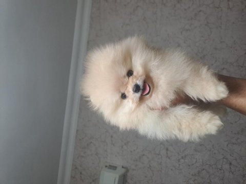 81 ile güvenli teslimat pomeranian yavrular