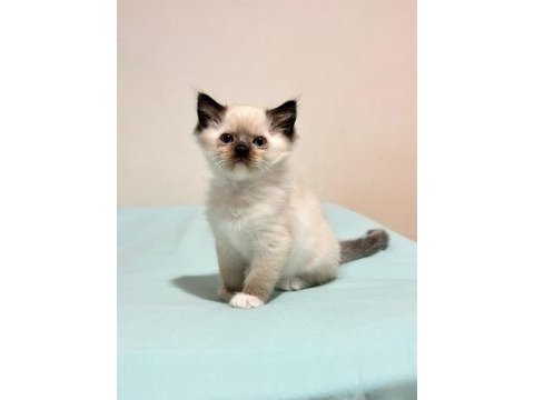 Şecereli şampiyon anne babanın ragdoll bebeklerı