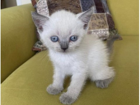 Acil sahiplendirmek istiyoruz çok tatlılar kedilerimiz
