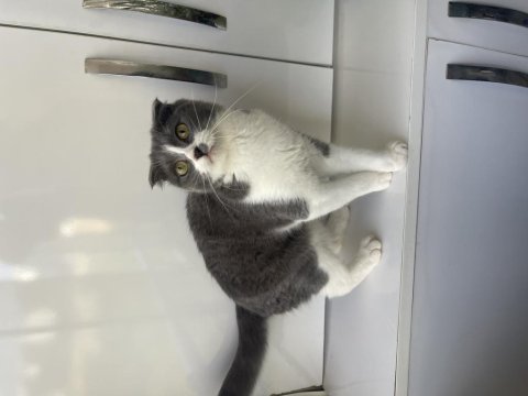 Scottish fold dişi