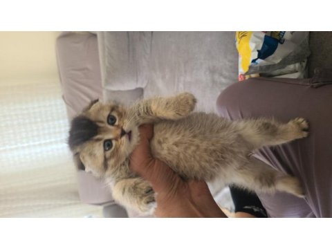 15 mart doğumlu scottish fold yavru
