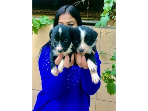 Zeka küpü border collie yavrularım