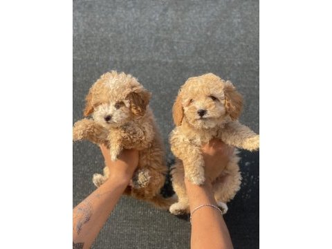 Bu güzel maltipoo yavrulardan sizinde olmasın mı?