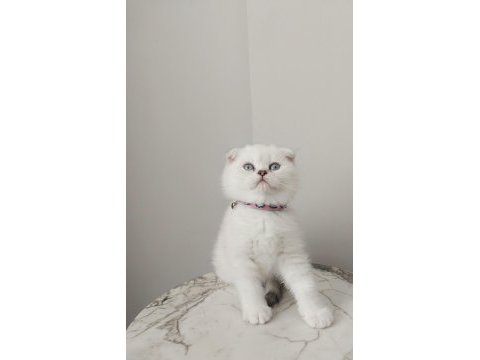 Harika dişi scottish fold yavru kedimiz