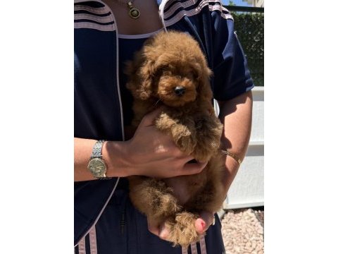 Red toy poodle