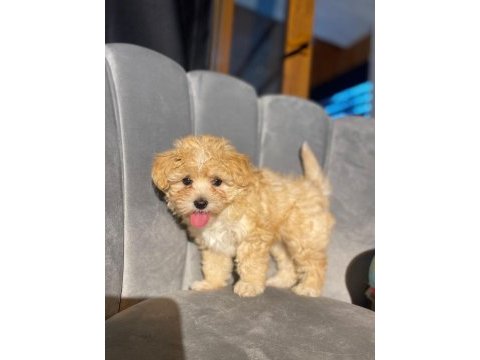 Veterinerden kontrollü f1 ve kore maltipoo