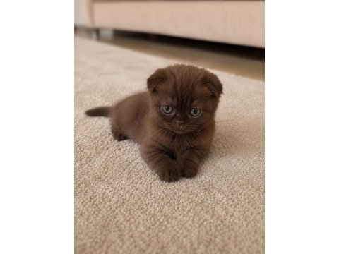 Özel renk çikolata scottish fold