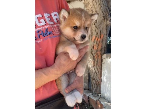 (sdk) çiftlikten japon akita inu yavrular