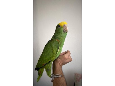Dünyanın en çok konuşan türlerinden biri oratrix amazon