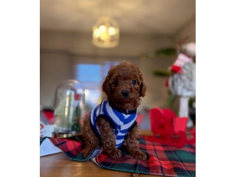 Toy poodle red brown kore yavrularımız
