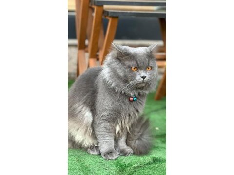 British longhair kedime kız arıyorum